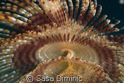 Dressed to dance by Sasa Diminic 